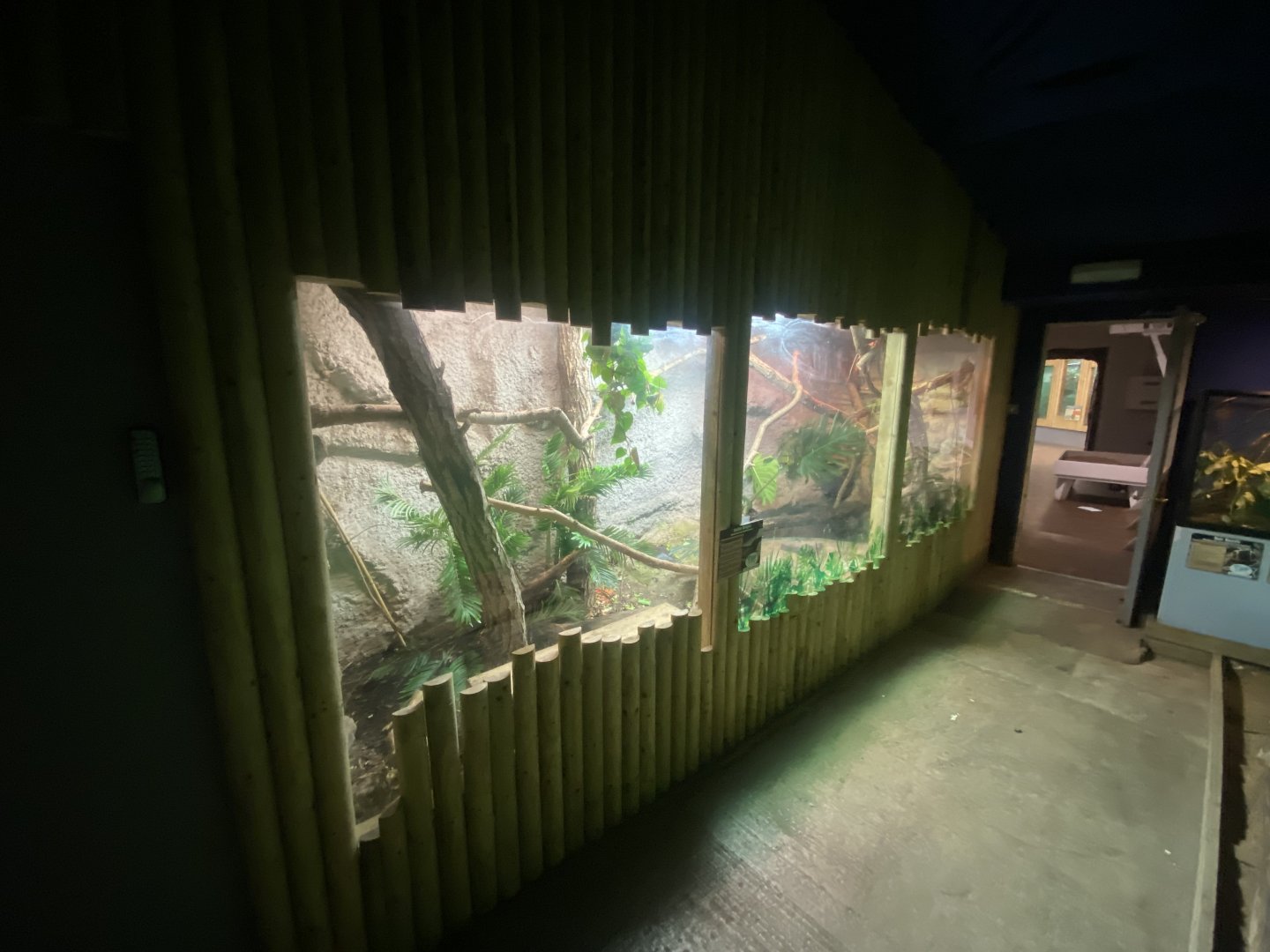 Sailfin lizard exhibit 040824