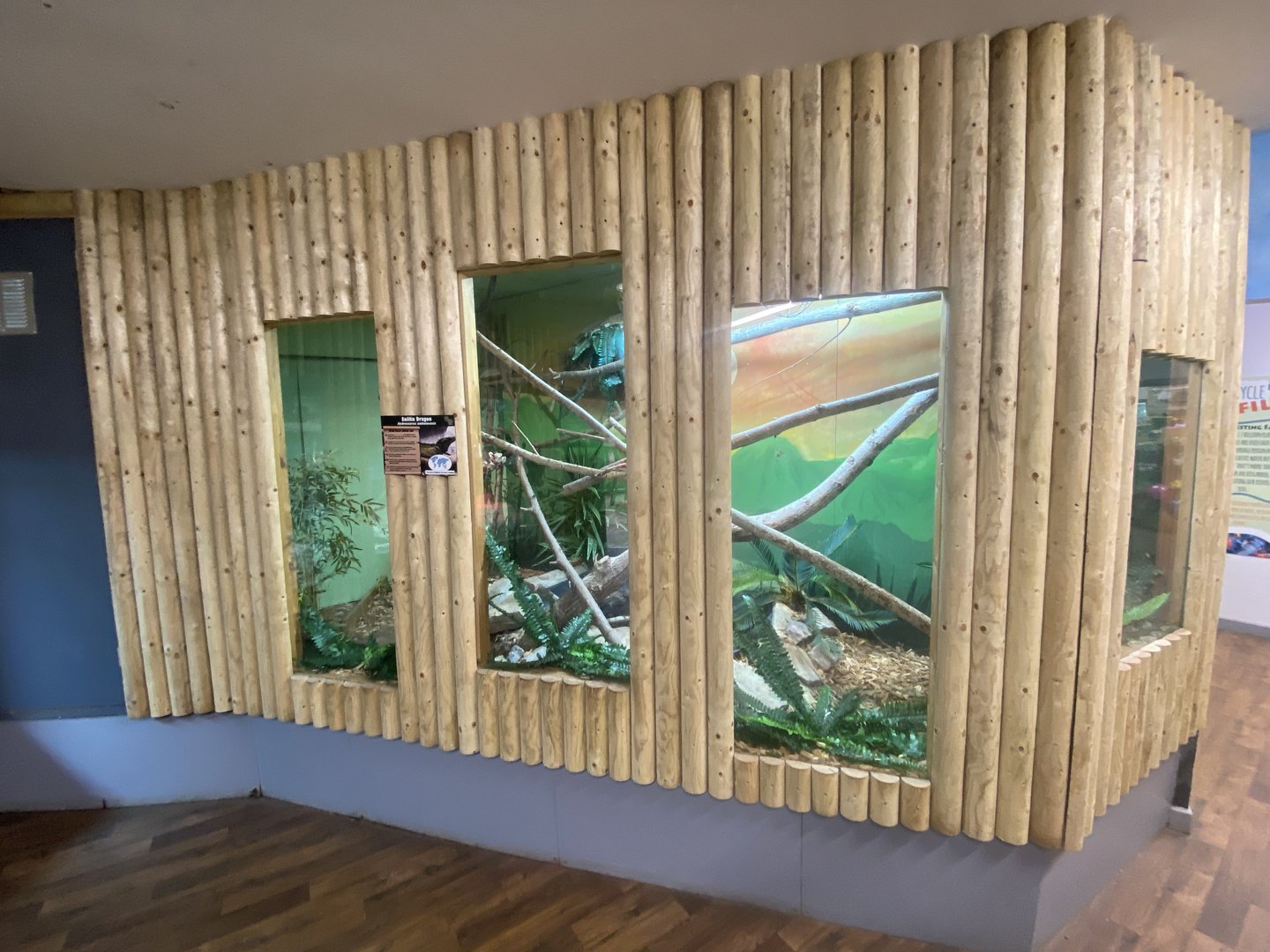 Sailfin lizard exhibit 150723