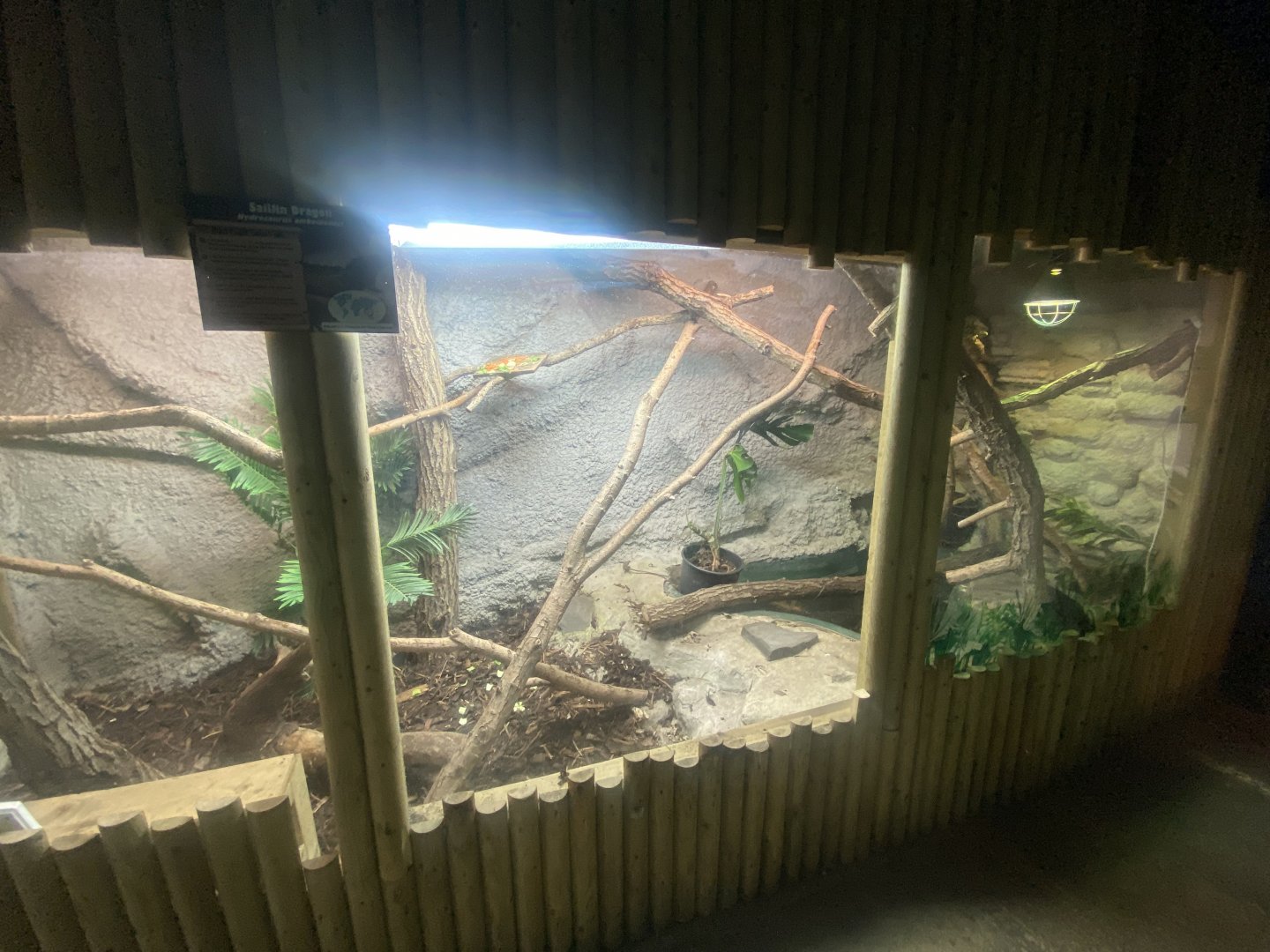 Sailfin lizard exhibit 280425