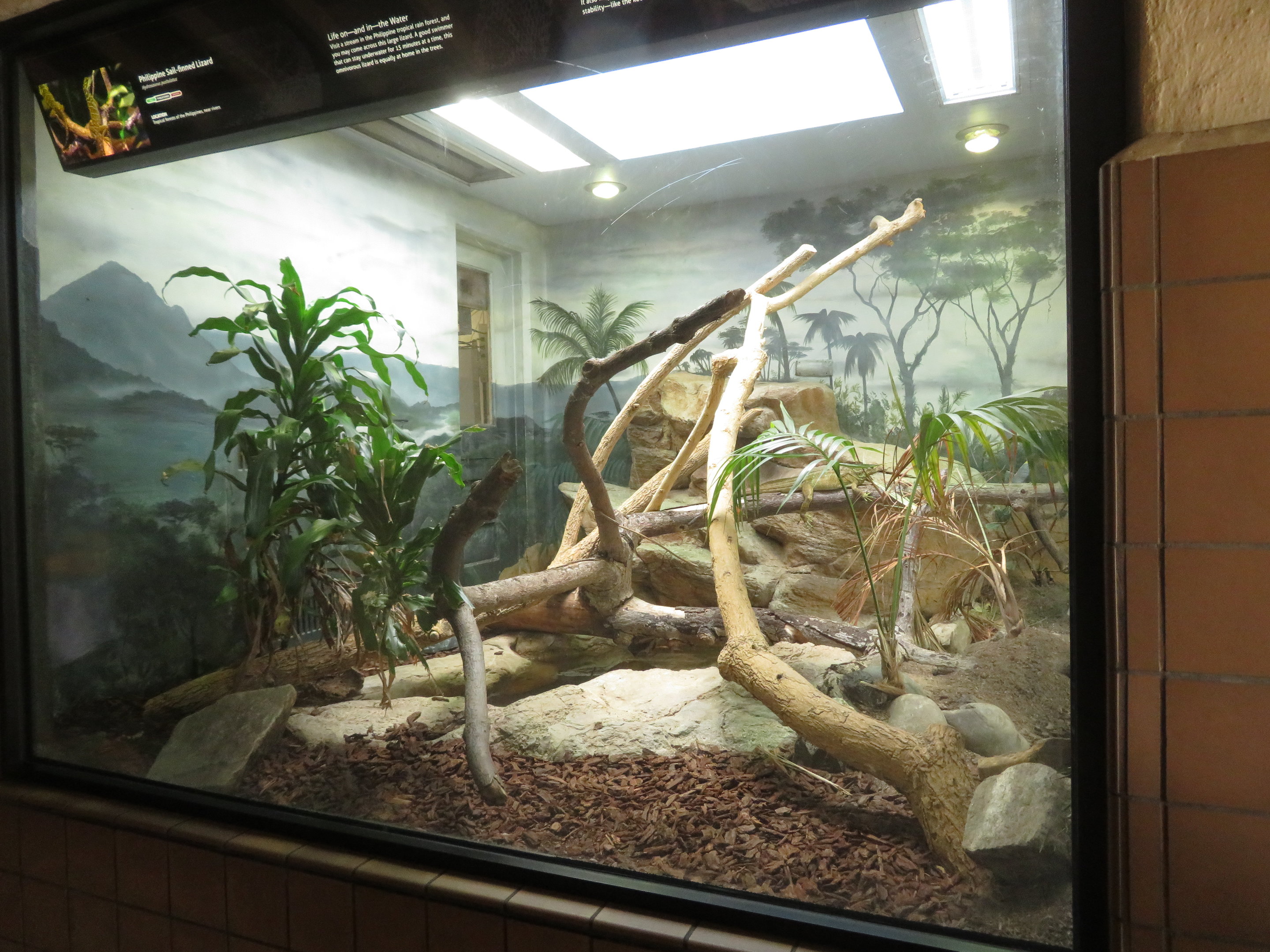 Sailfin Lizard Exhibit