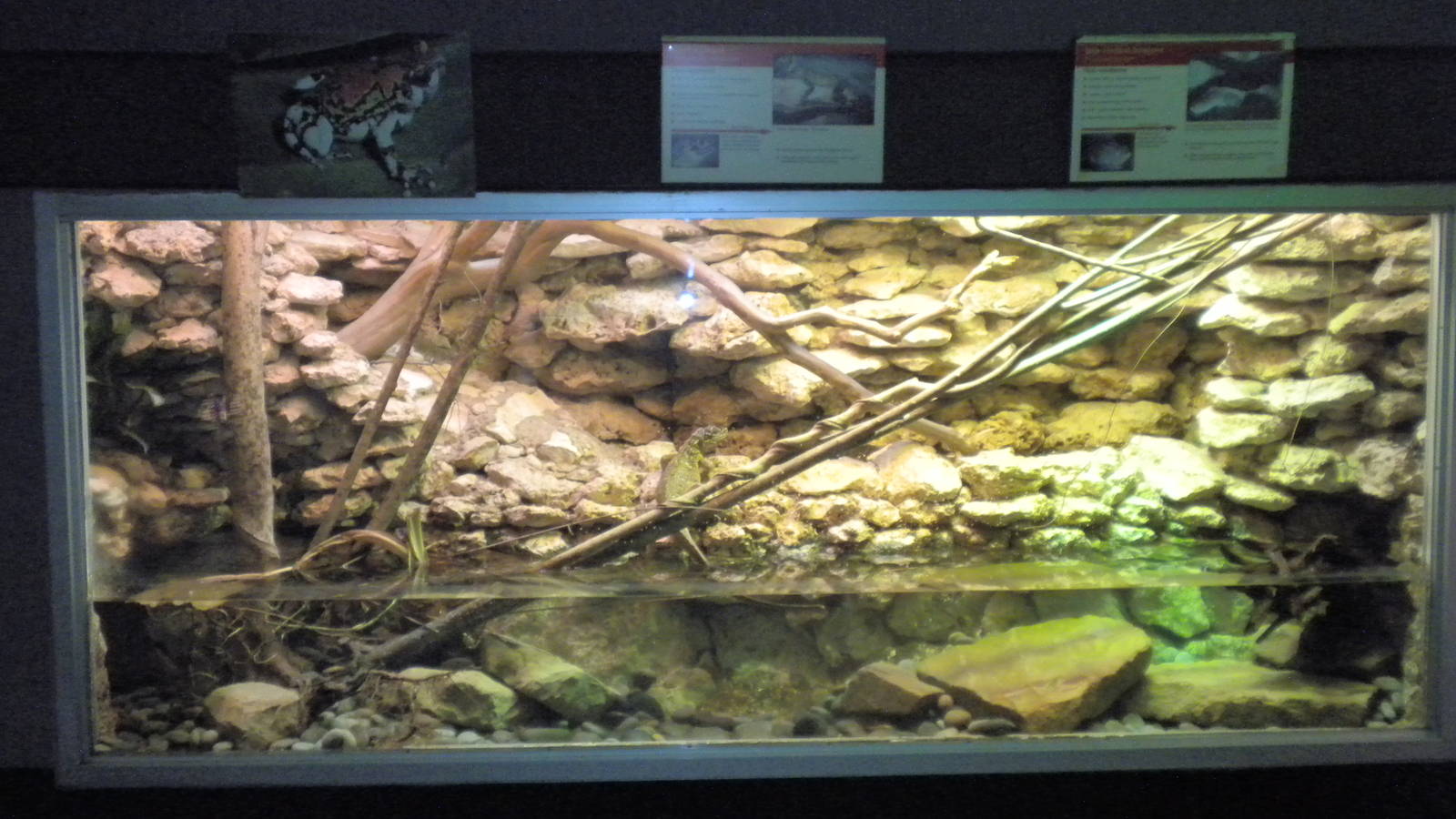 Sailfin Lizard exhibit