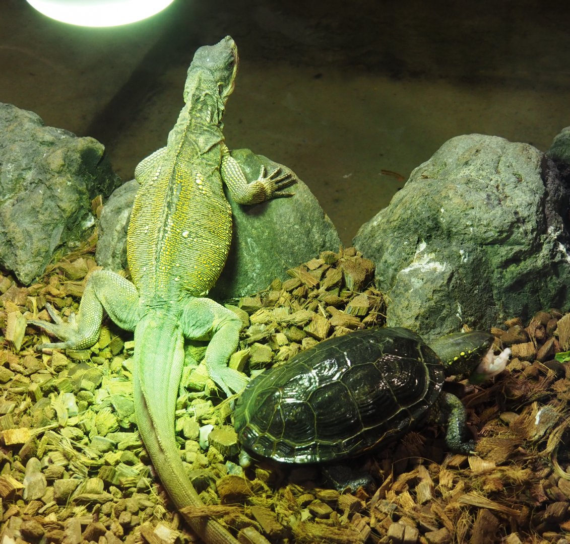 Sailfin lizard (Hydrosaurus amboinensis) and Chinese three-keeled pond turtle (Mauremys reevesii), 2020-09-02