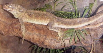 Sailfin Lizard (Hydrosaurus pustulatus)