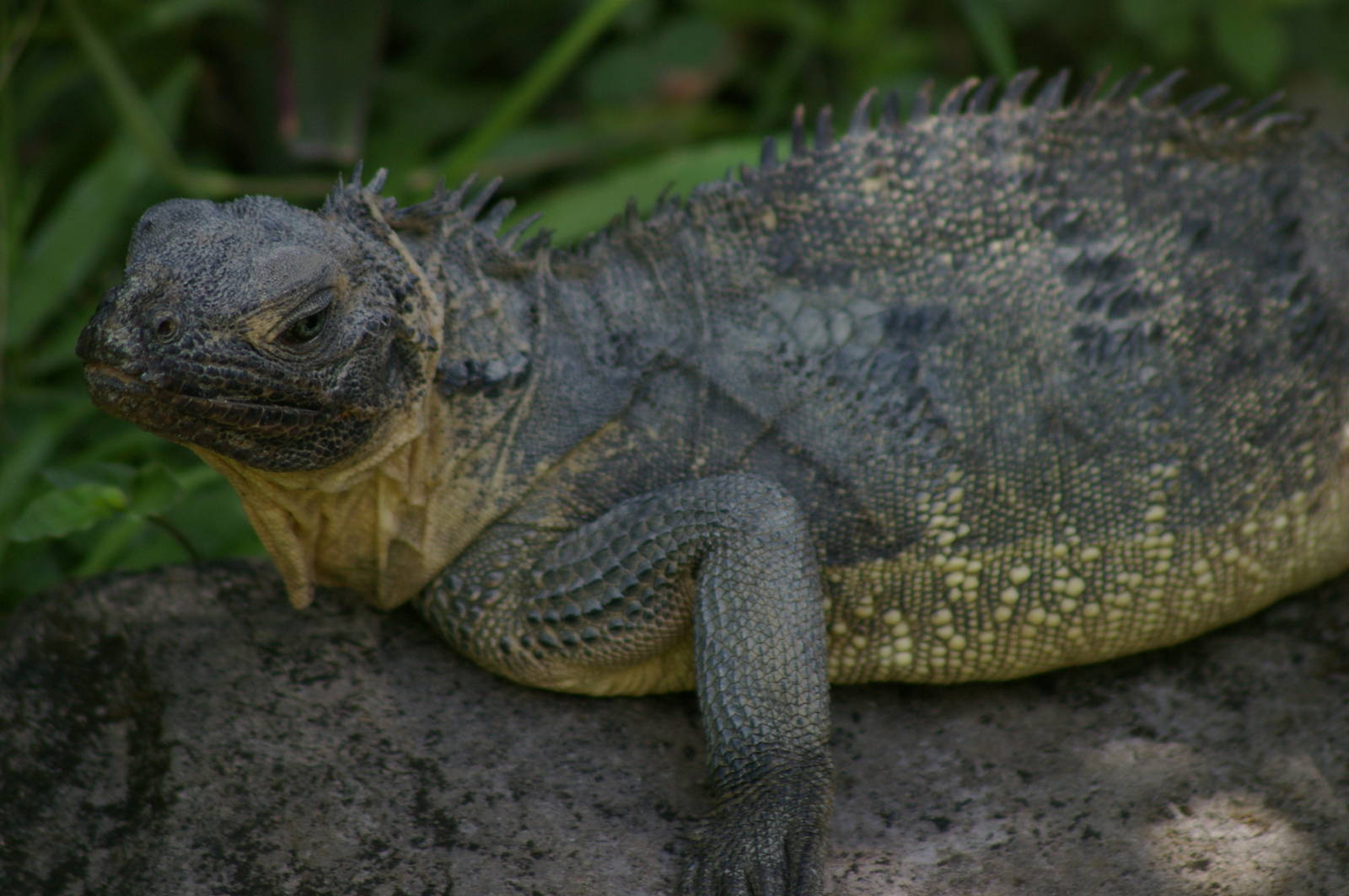 sailfin lizard (Hydrosaurus weberi)