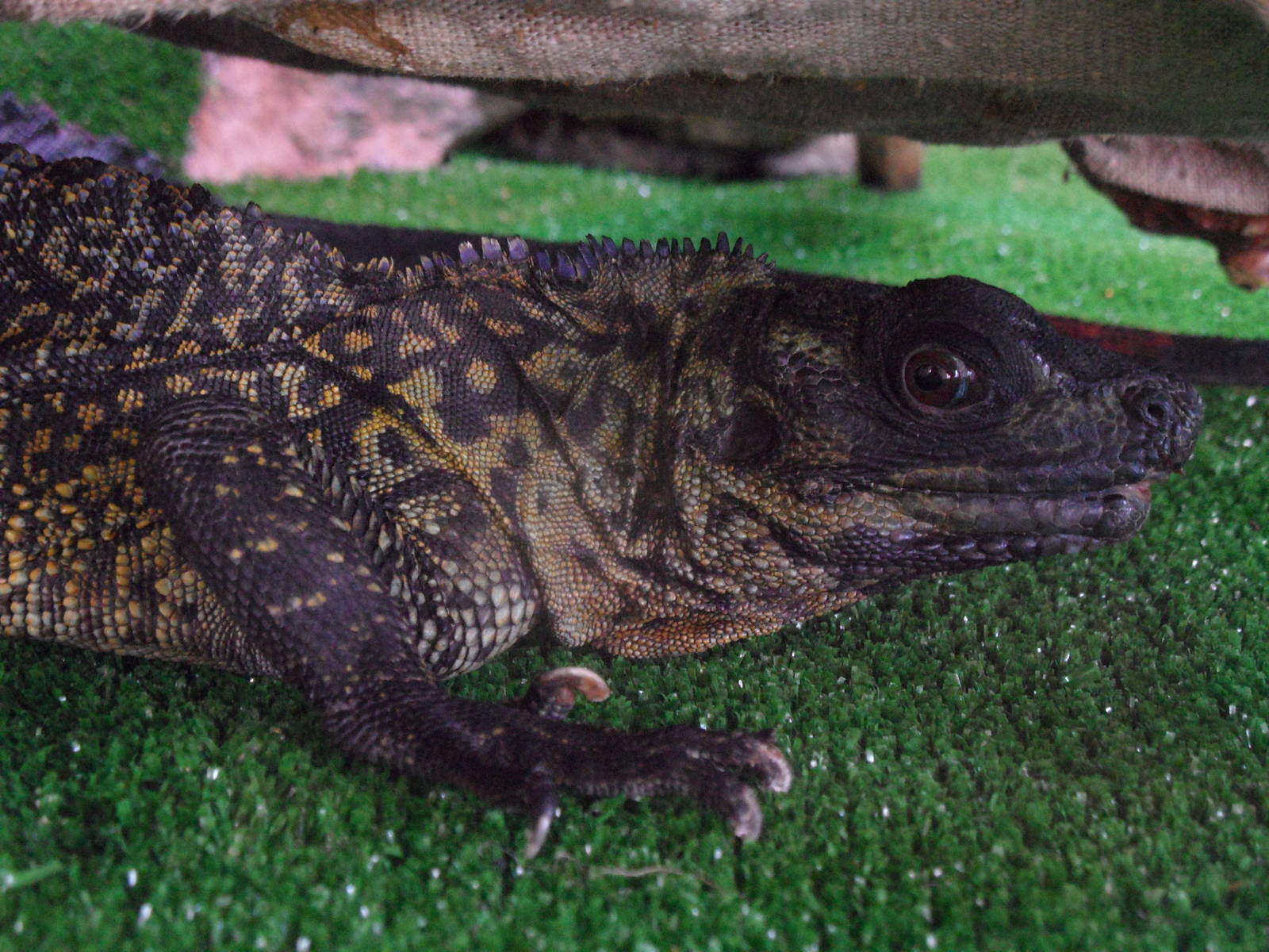 Sailfin lizard