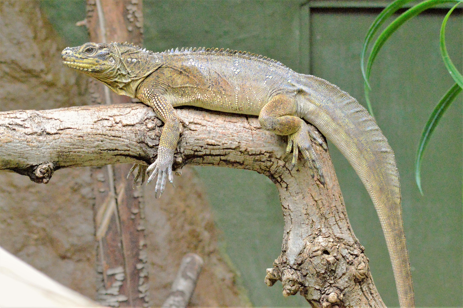 Sailfin lizard