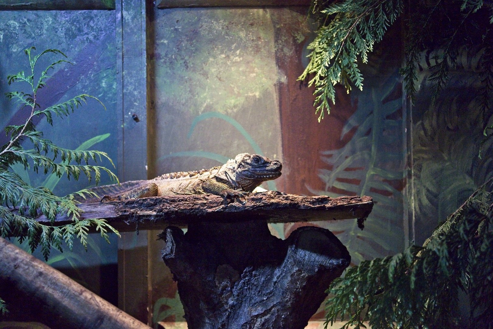 Sailfin Lizard