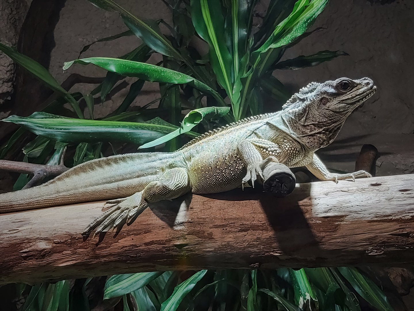 Sailfin lizard