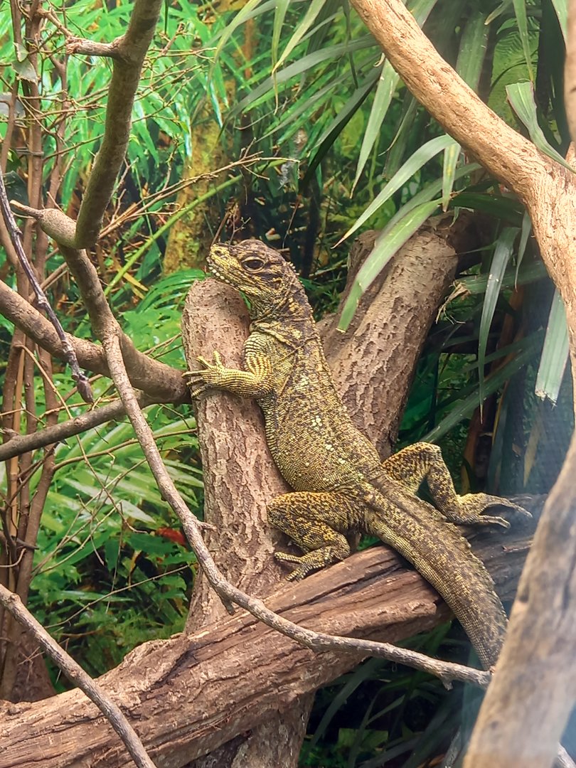 Sailfin Lizard
