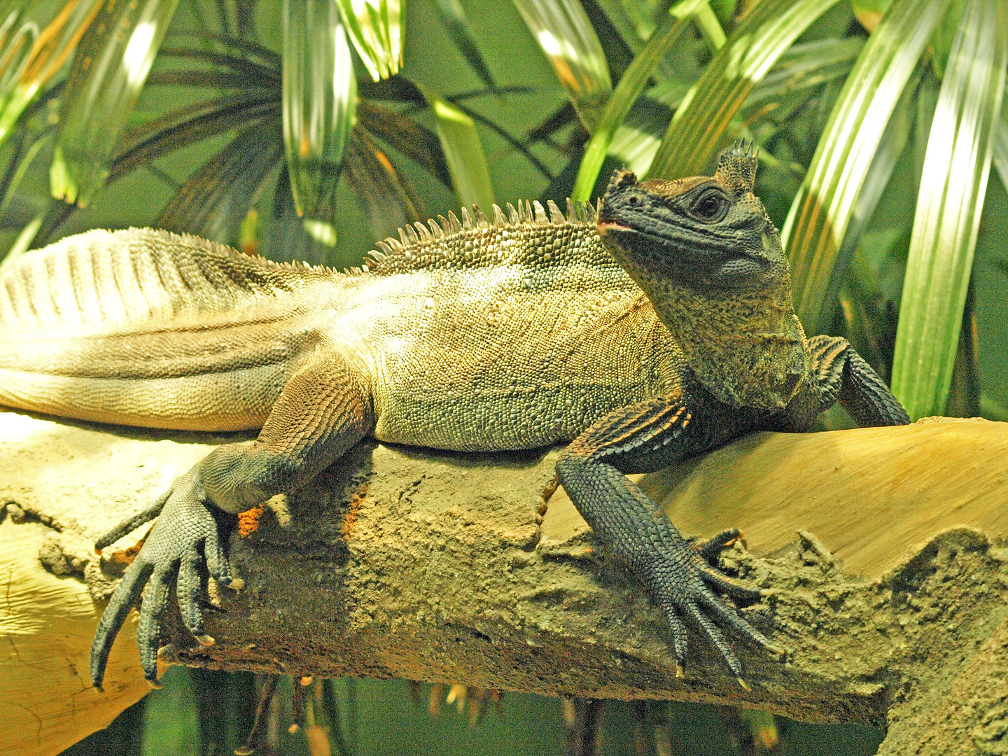 Sailfin lizard