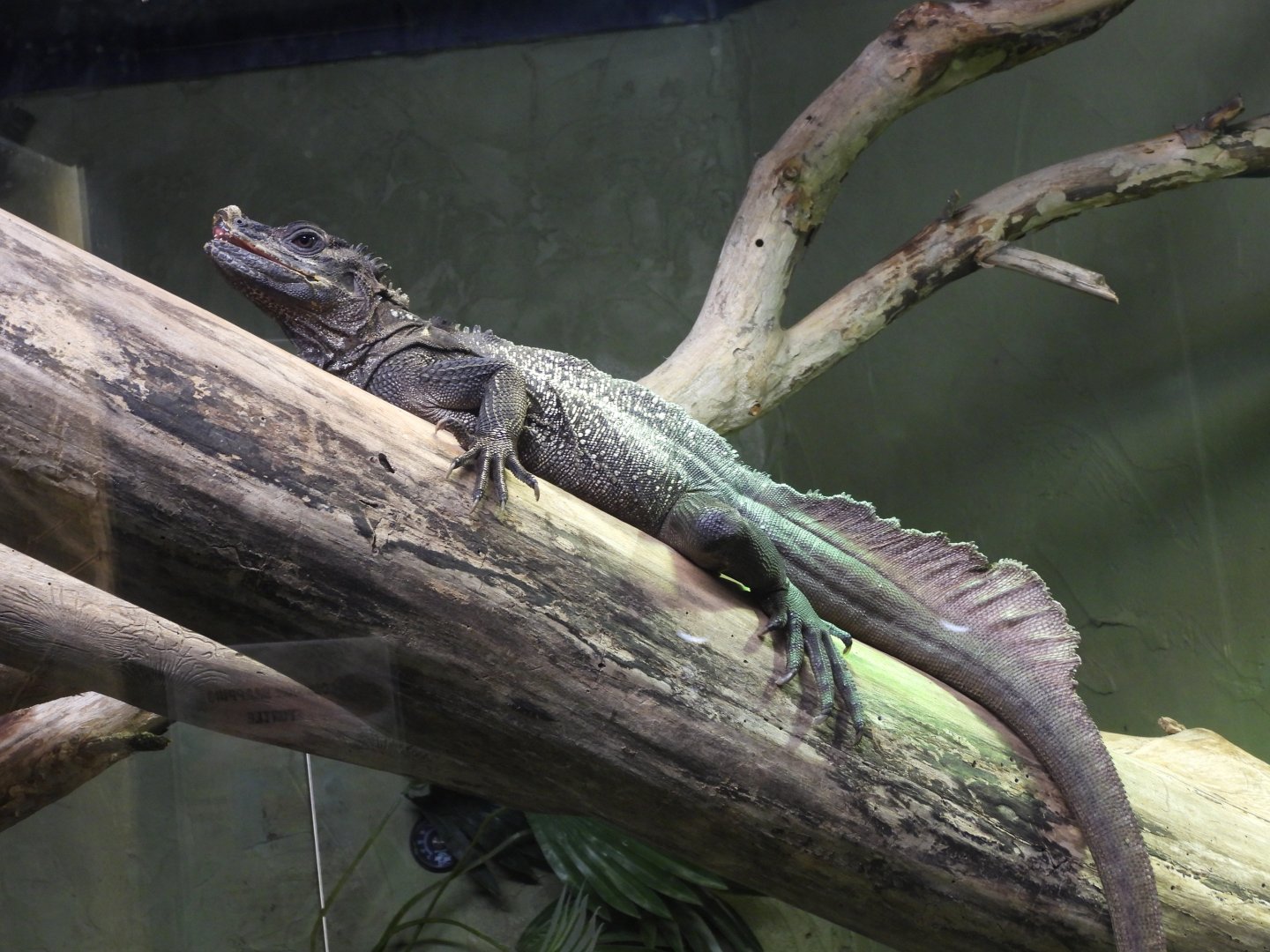 Sailfin lizard