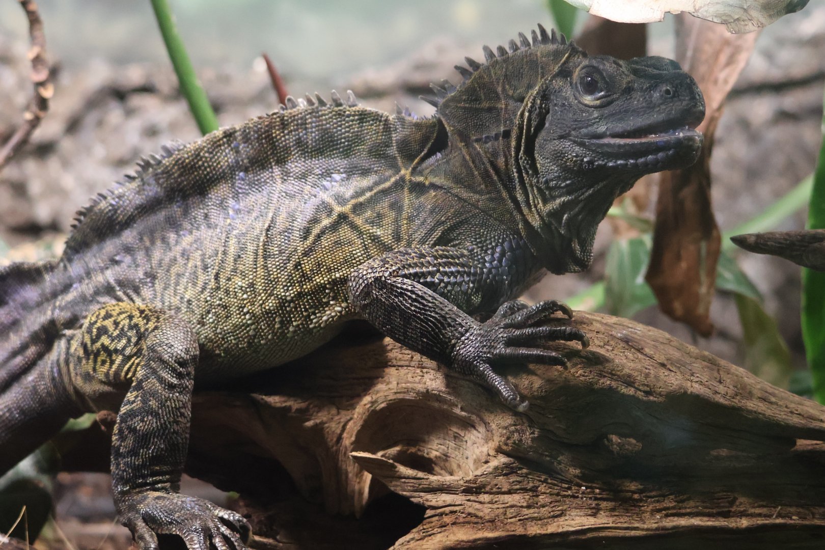 Sailfin Lizard