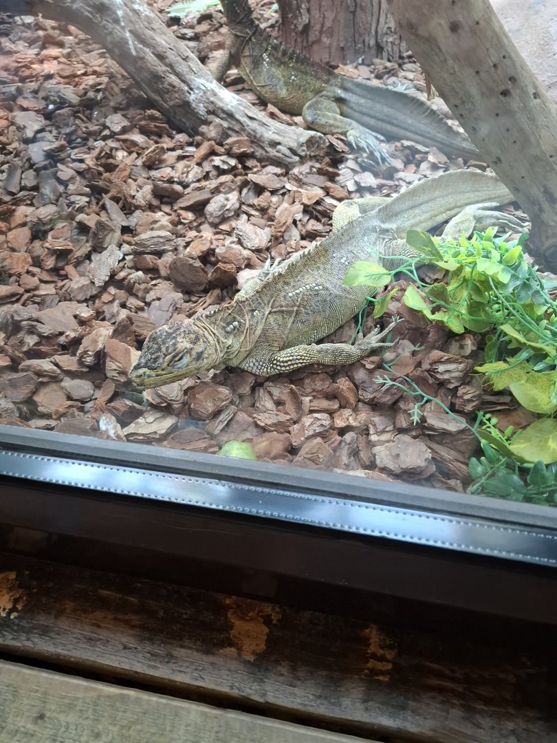 Sailfin Lizard