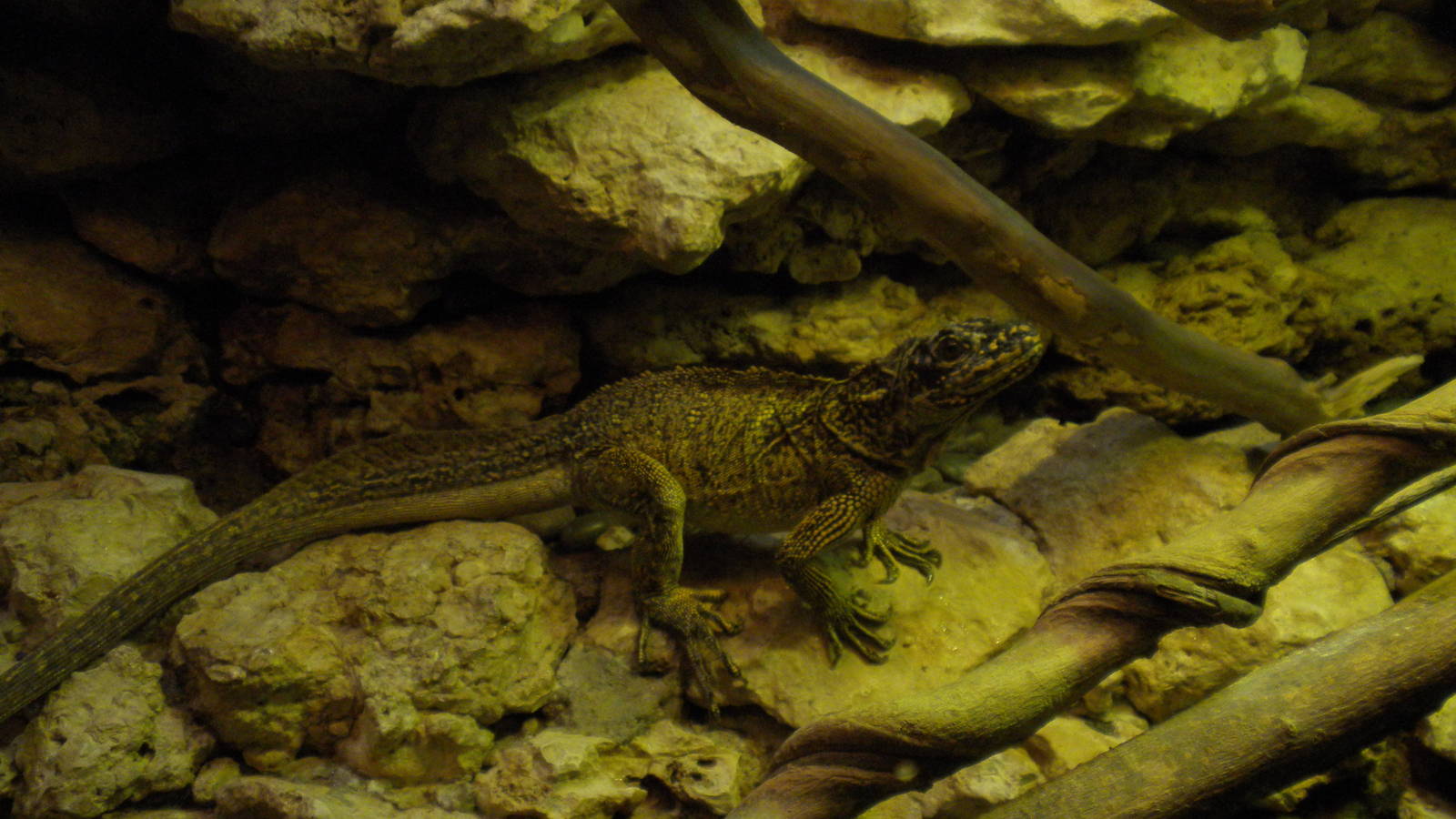 Sailfin Lizard