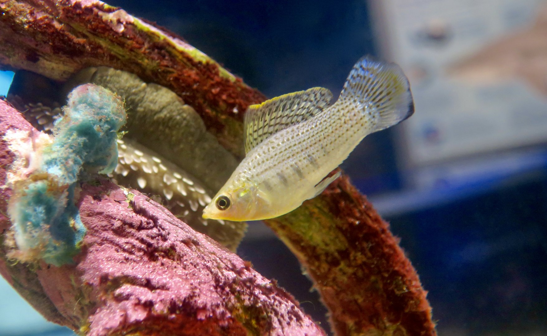 Sailfin Molly (Poecilia latipinna)