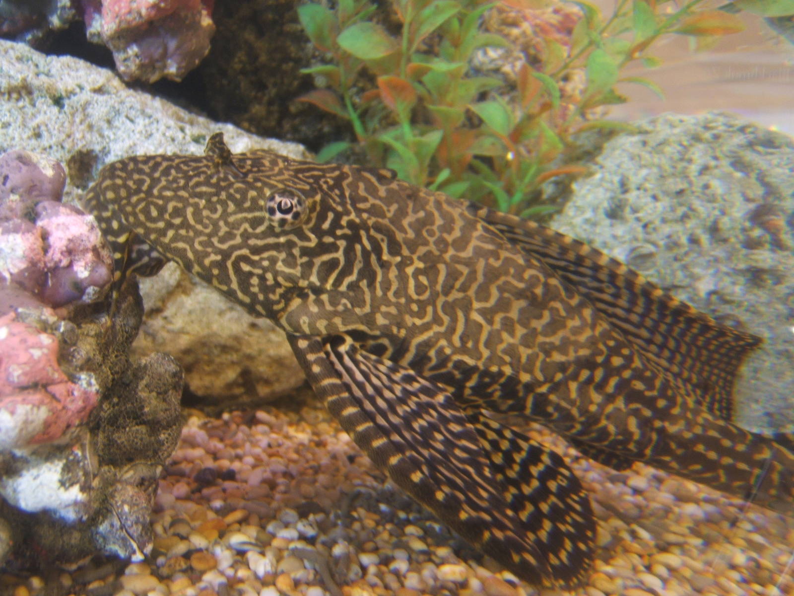 Sailfin Plec (Pterygoplichthys gibbiceps)