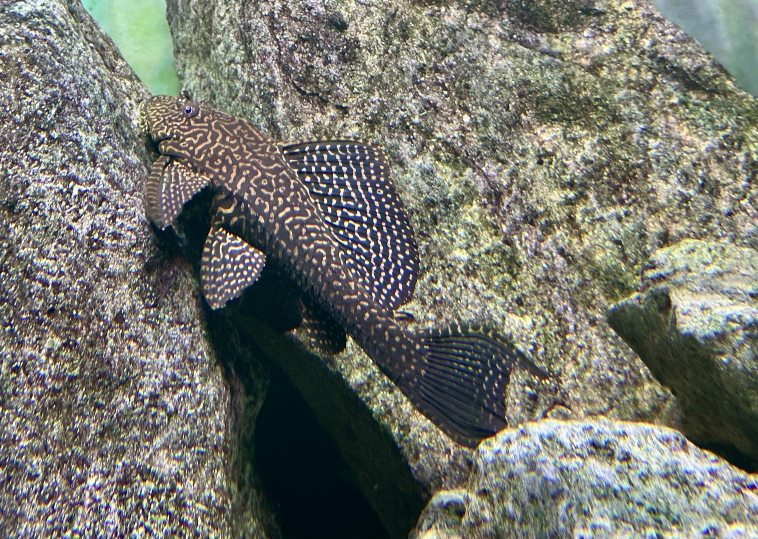Sailfin pleco (Pterygoplichthys gibbiceps)
