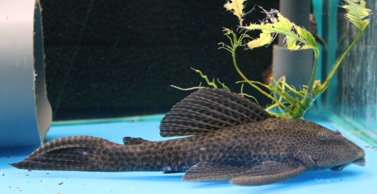 Sailfin pleco