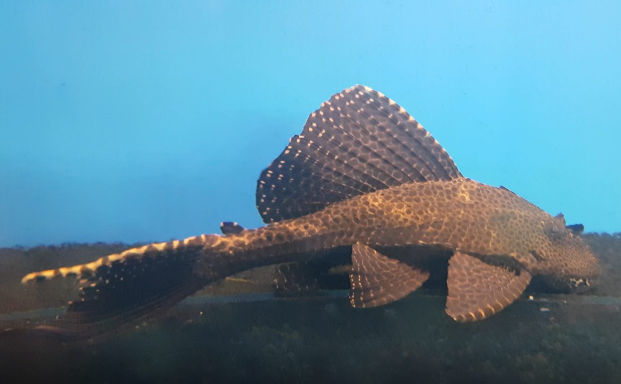 Sailfin pleco