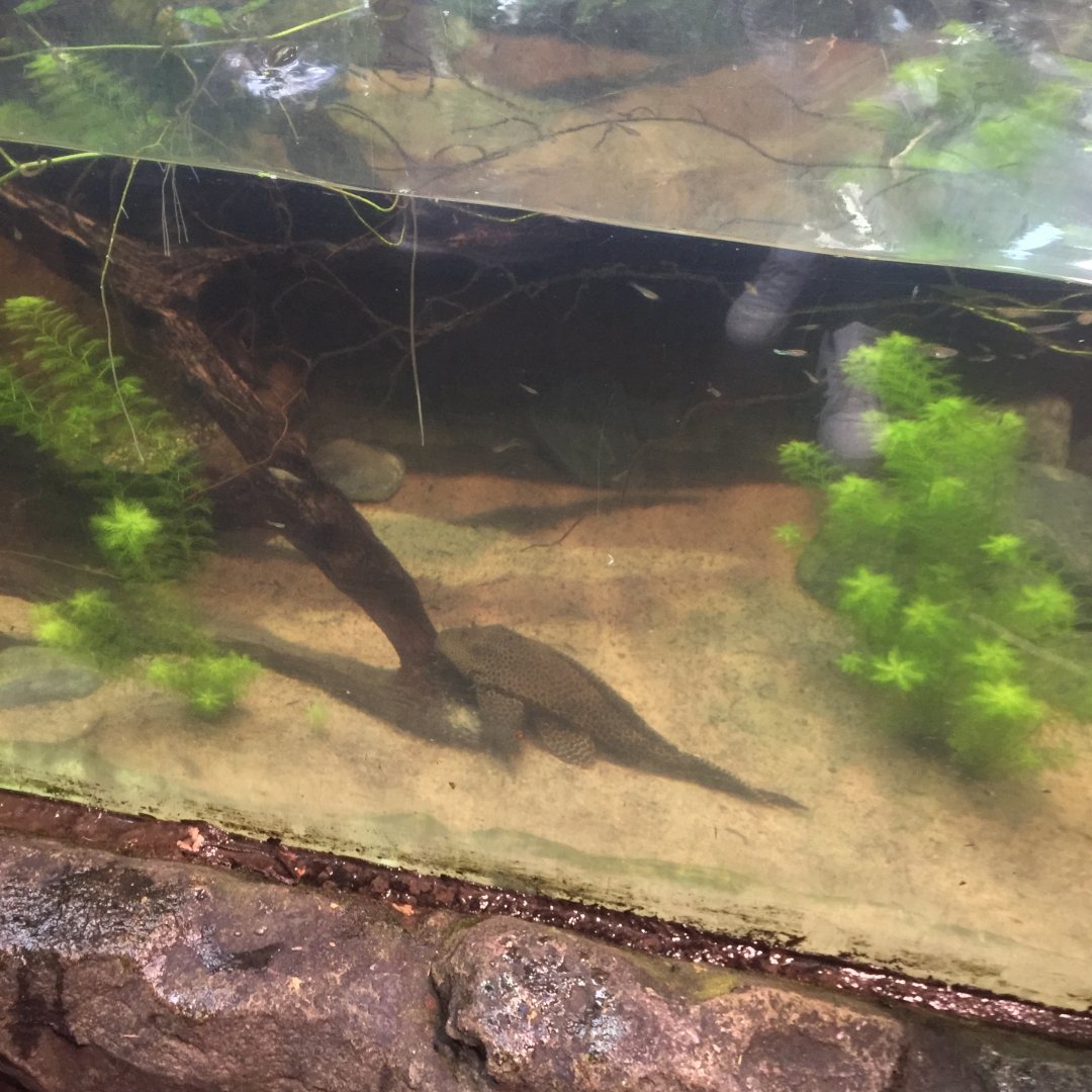 (Sailfin?) Pleco