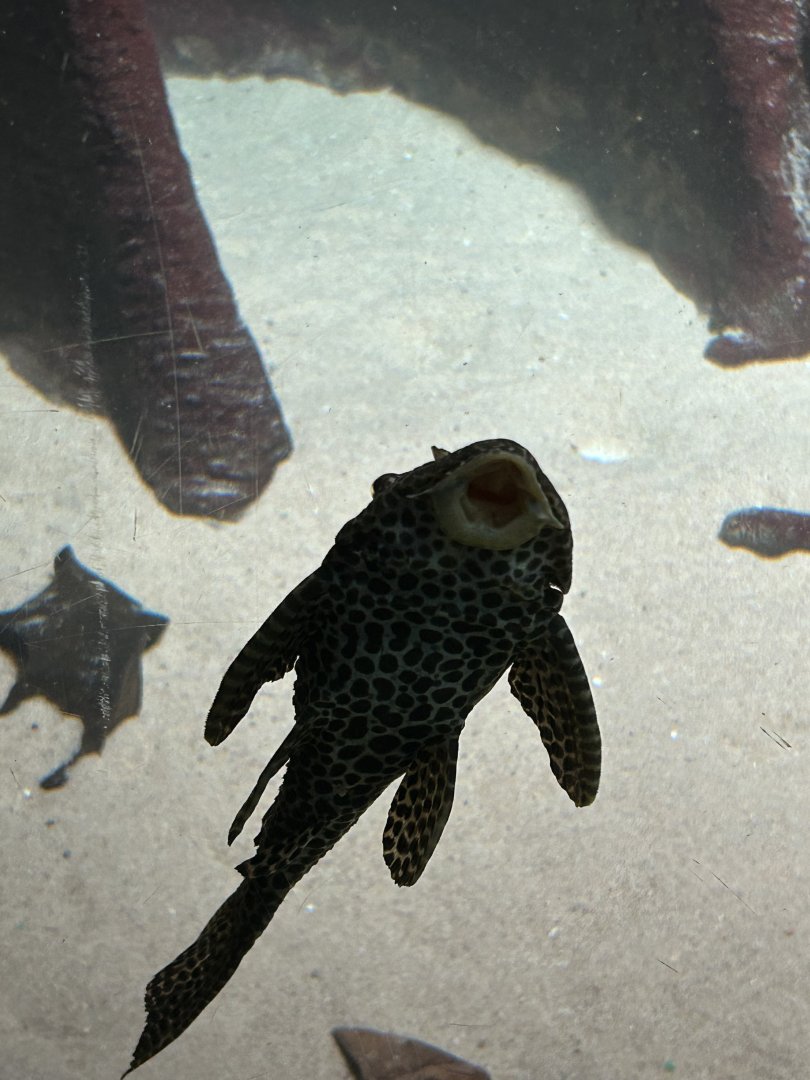 Sailfin pleco
