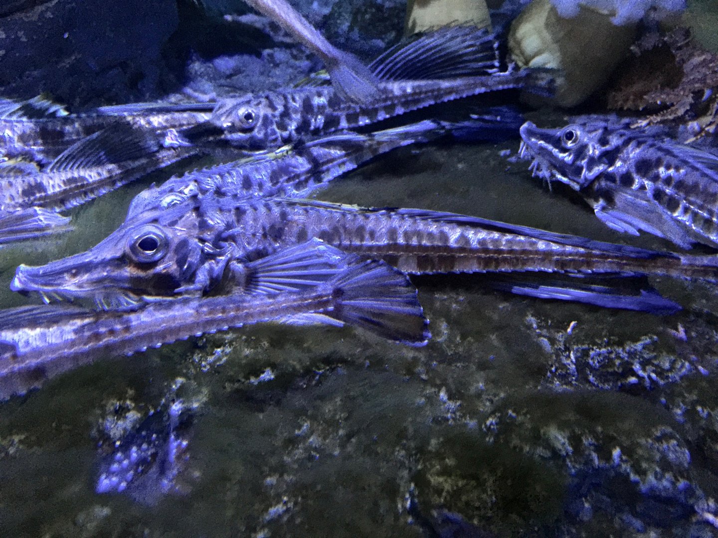 Sailfin Poacher (Podothecus sachi) - Noboribetsu Marine Park Nixe