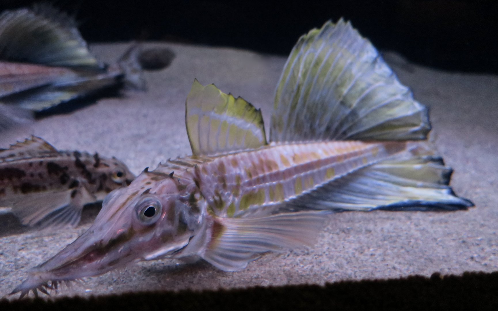 Sailfin Poacher (Podothecus sachi)