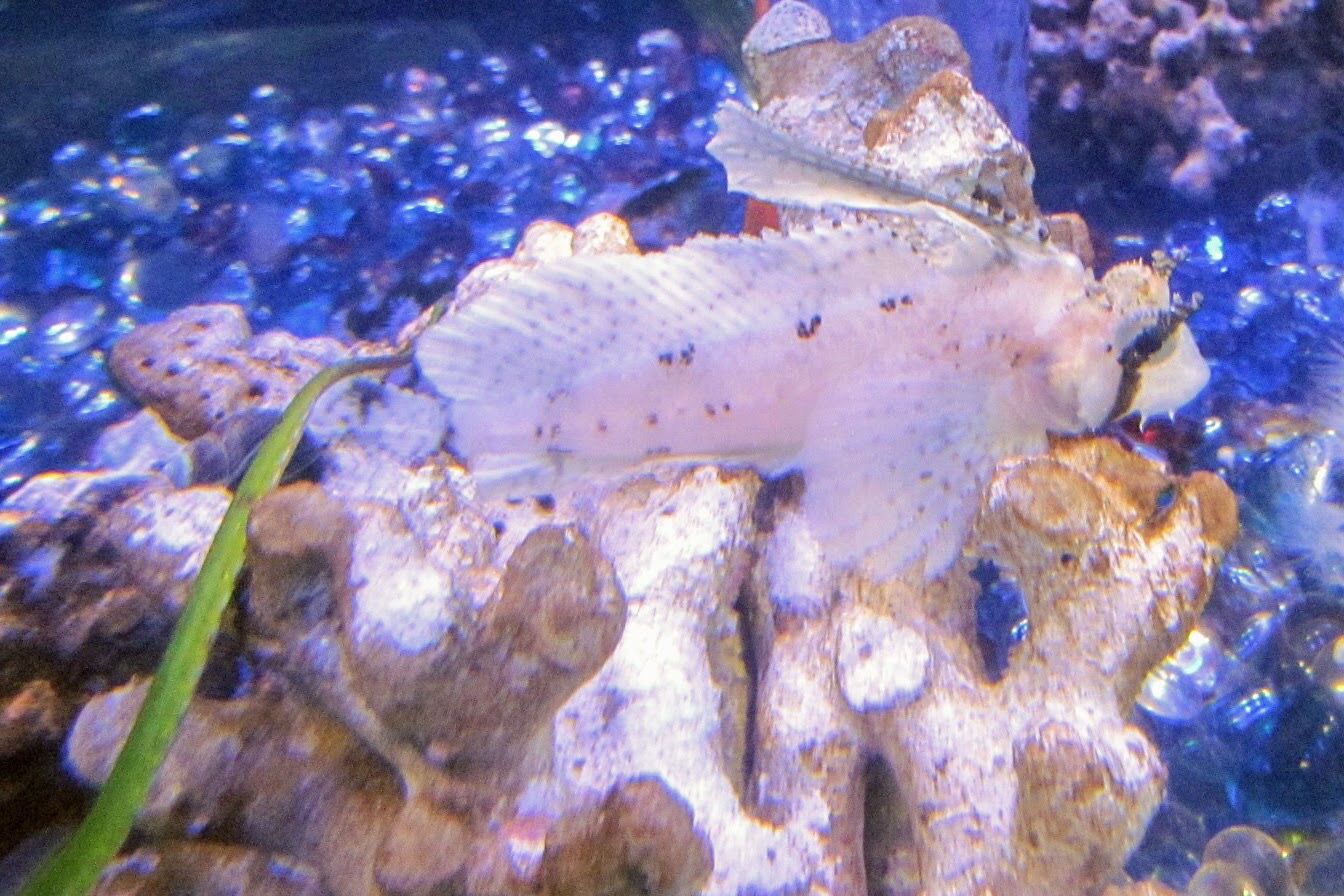 Sailfin Sculpin (Nautichthys oculofasciatus)