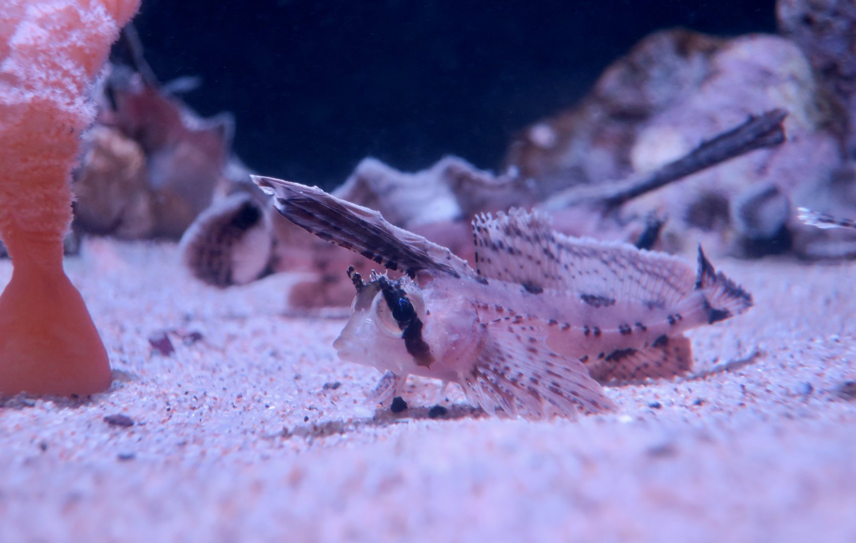 Sailfin Sculpin (Nautichthys oculofasciatus)