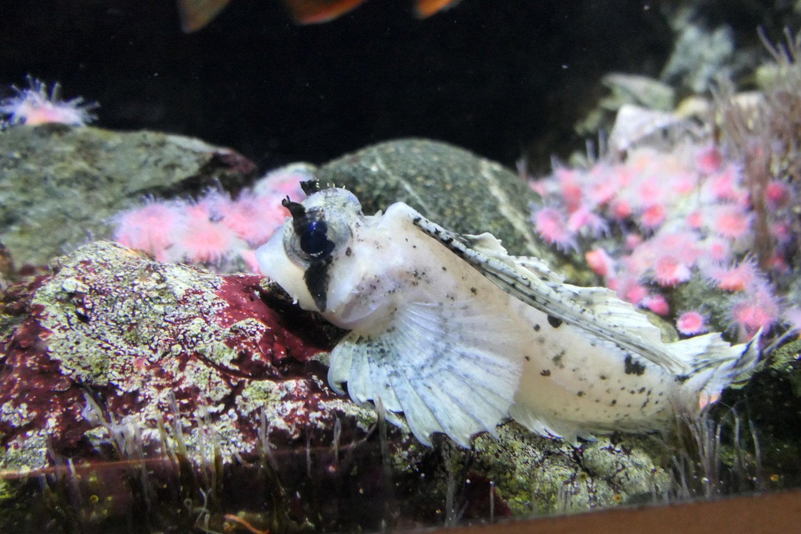 Sailfin Sculpin (Nautichthys oculofasciatus)