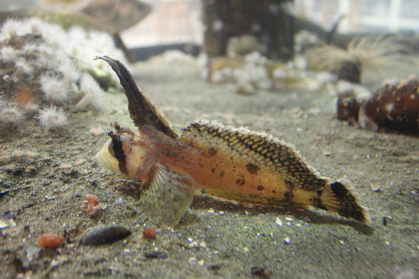 Sailfin Sculpin - Nov 2014