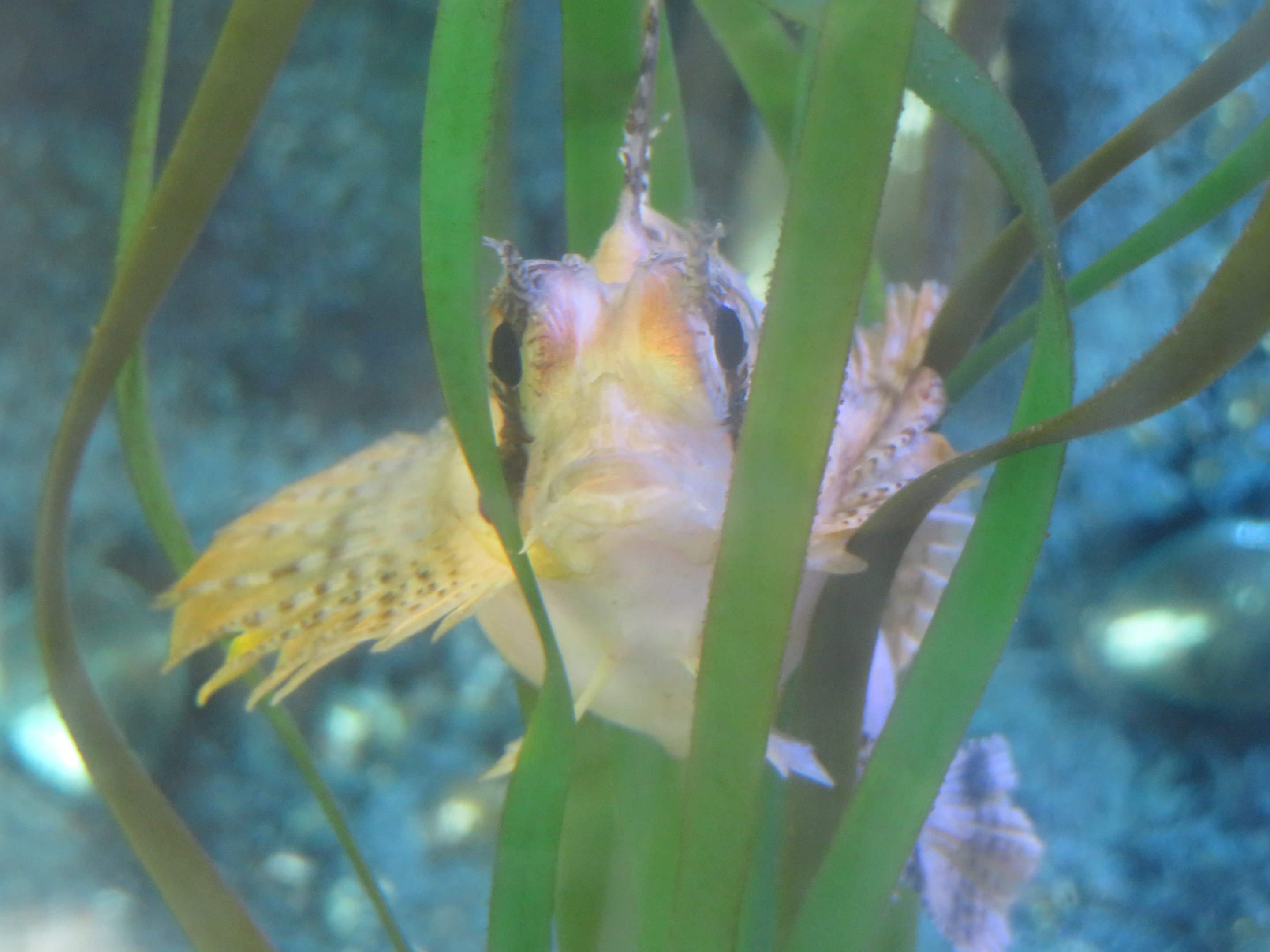 Sailfin Sculpin