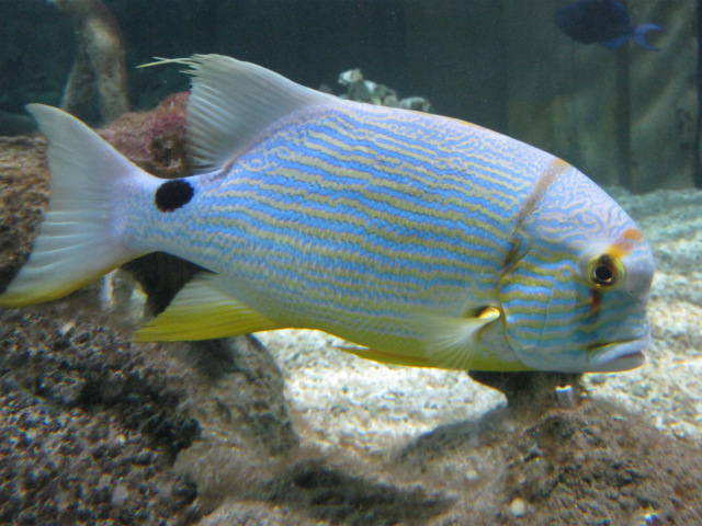 Sailfin Snapper, August 2014.