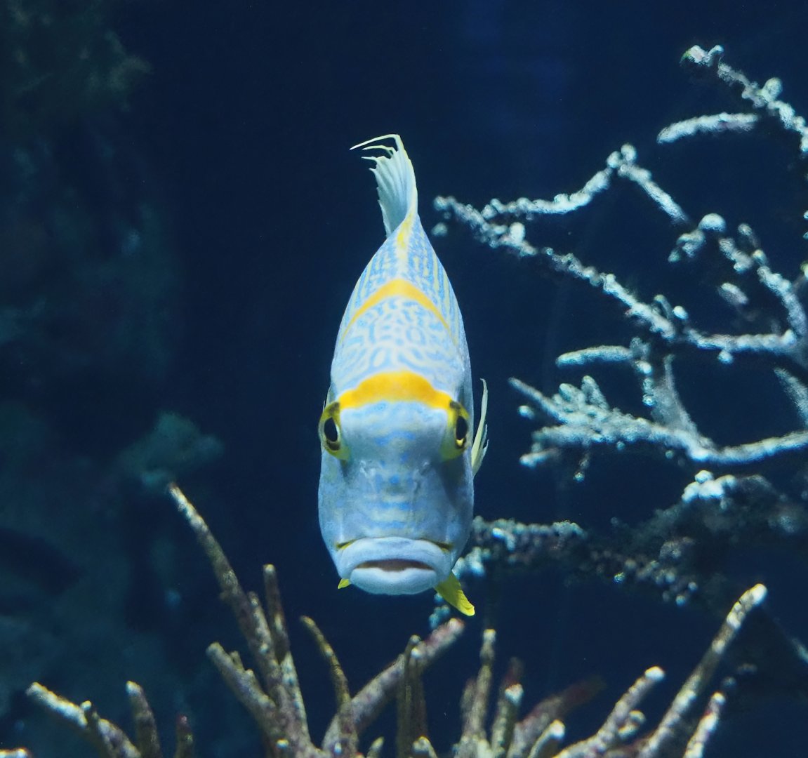 Sailfin snapper (Symphorichthys spilurus), 2024-06-30