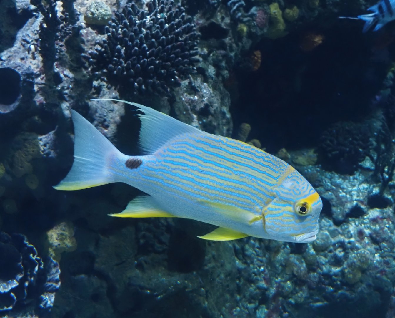 Sailfin snapper (Symphorichthys spilurus), 2024-06-30