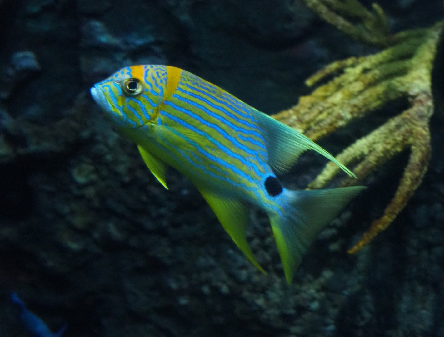 Sailfin snapper (Symphorichthys spilurus), Nov 10th, 2018