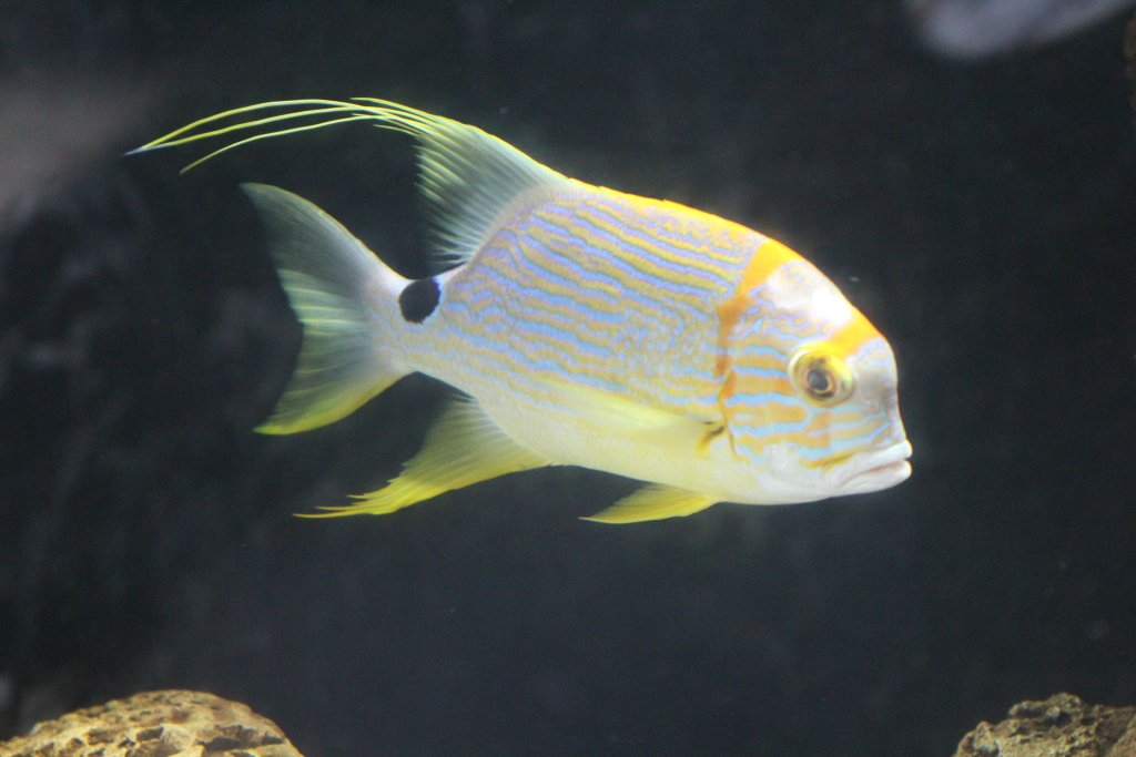 Sailfin Snapper (Symphorichthys spilurus)