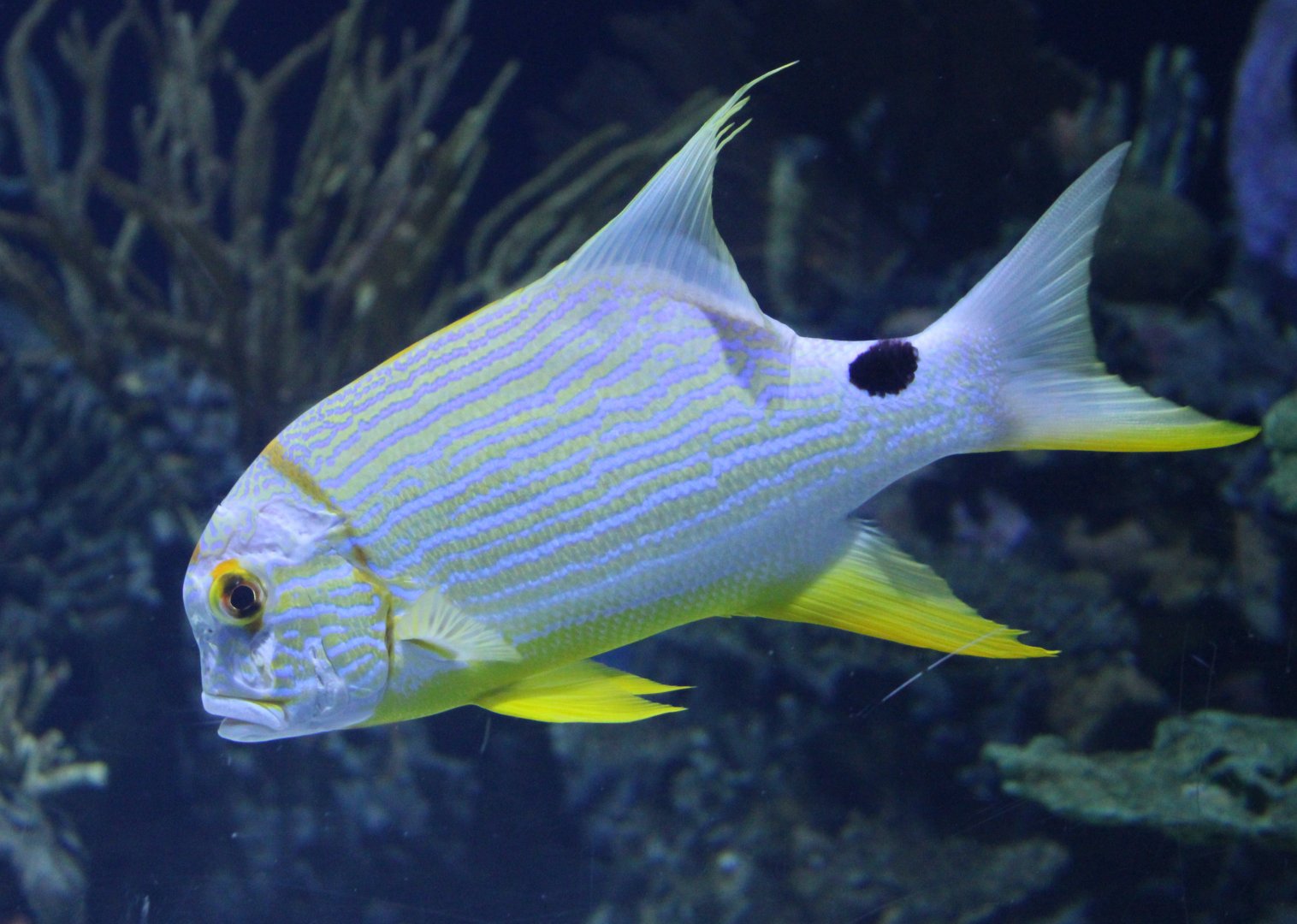 Sailfin snapper - Symphorichthys spilurus