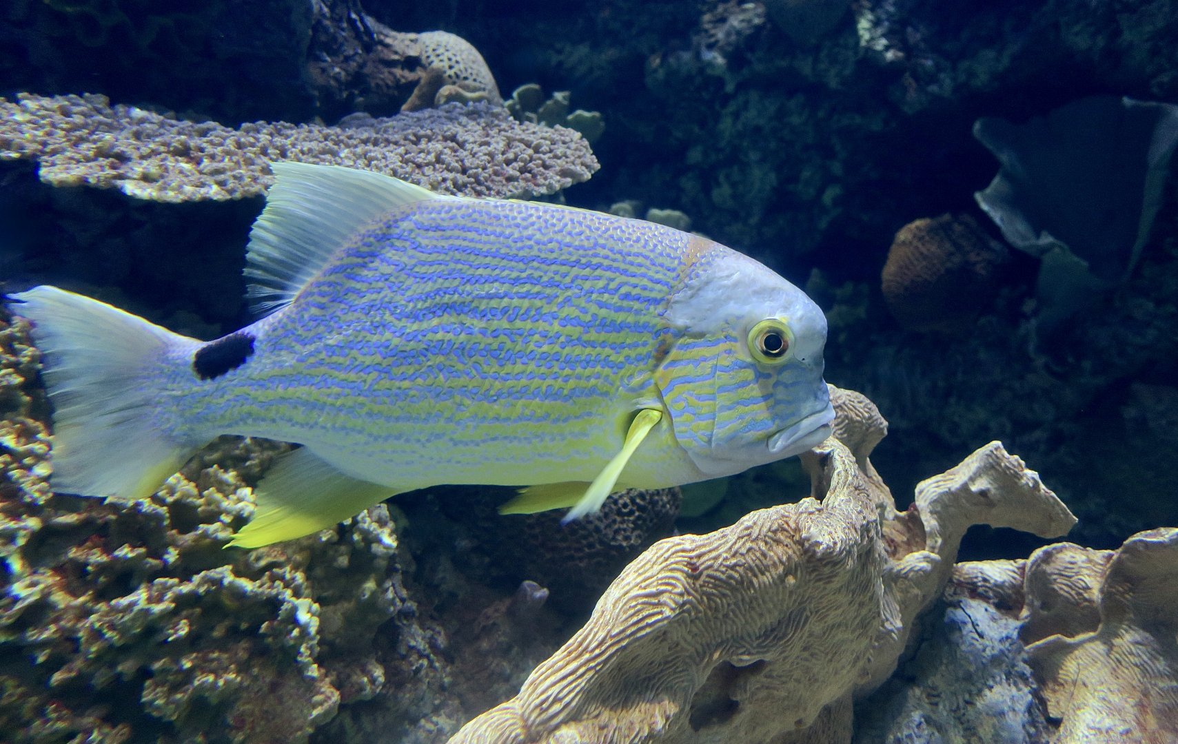 Sailfin Snapper (Symphorichthys spilurus)