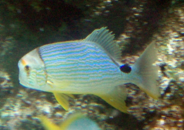 Sailfin Snapper (Symphorychthys spilurus)