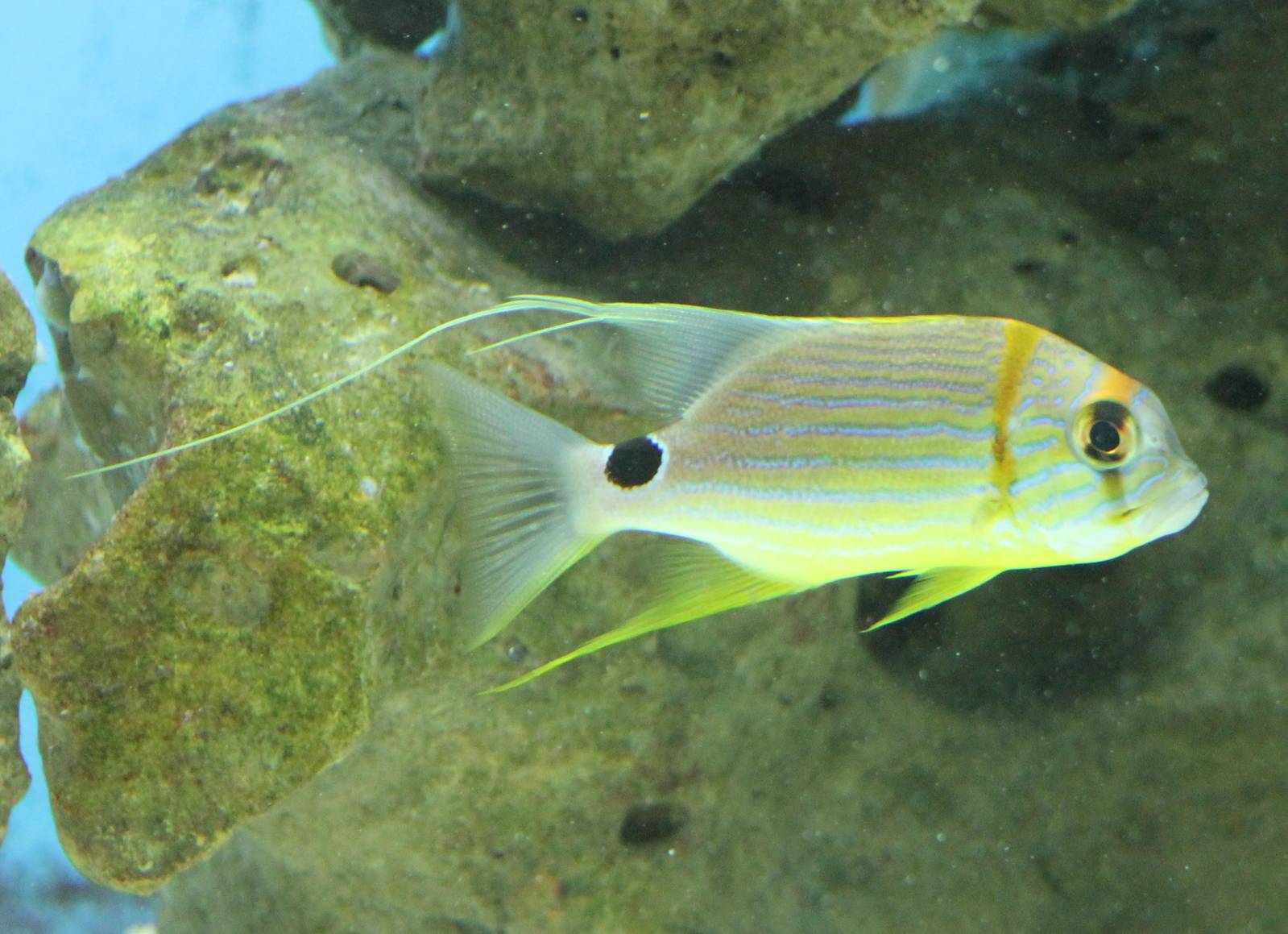 Sailfin snapper