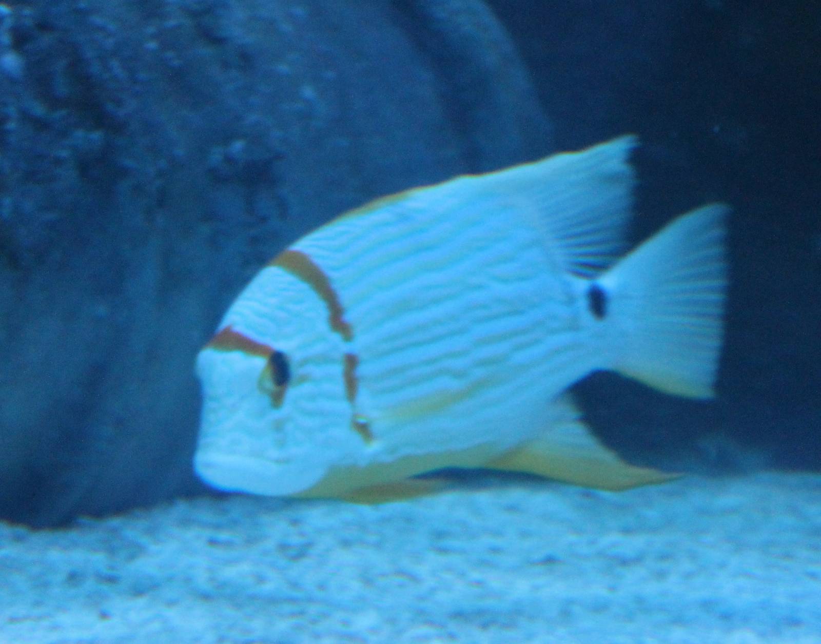 Sailfin snapper