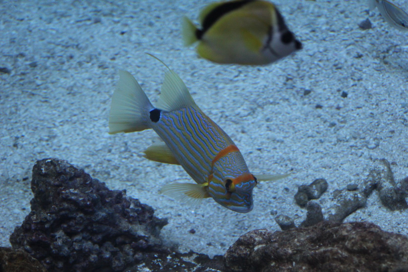 Sailfin Snapper