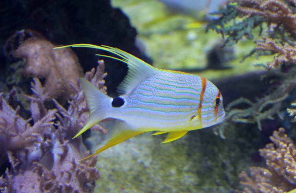 Sailfin Snapper