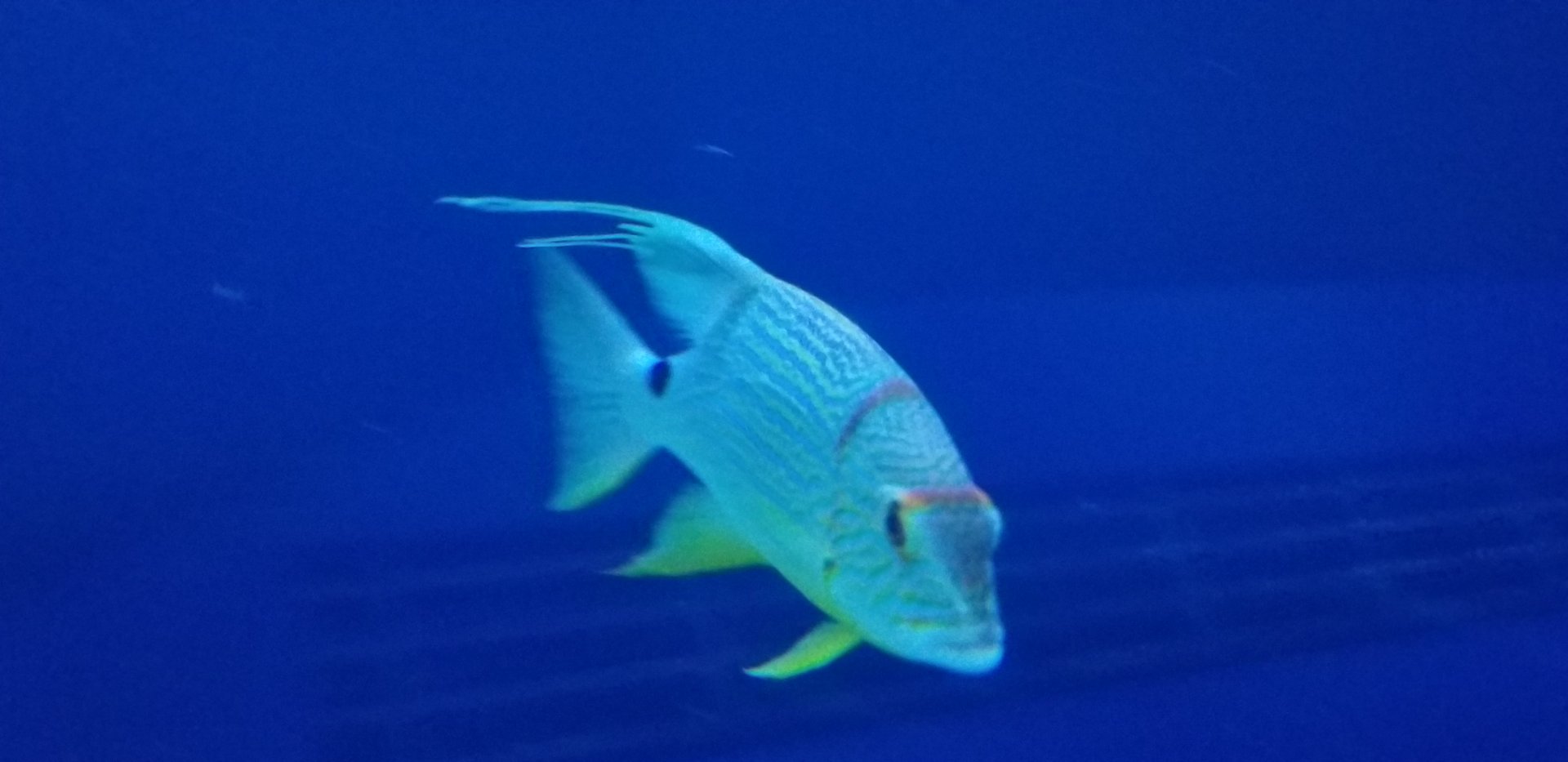 Sailfin Snapper