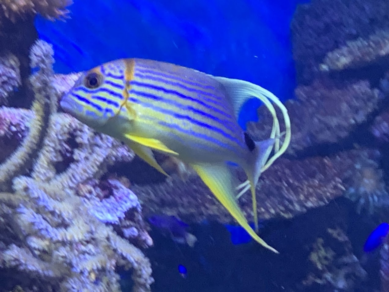 Sailfin snapper