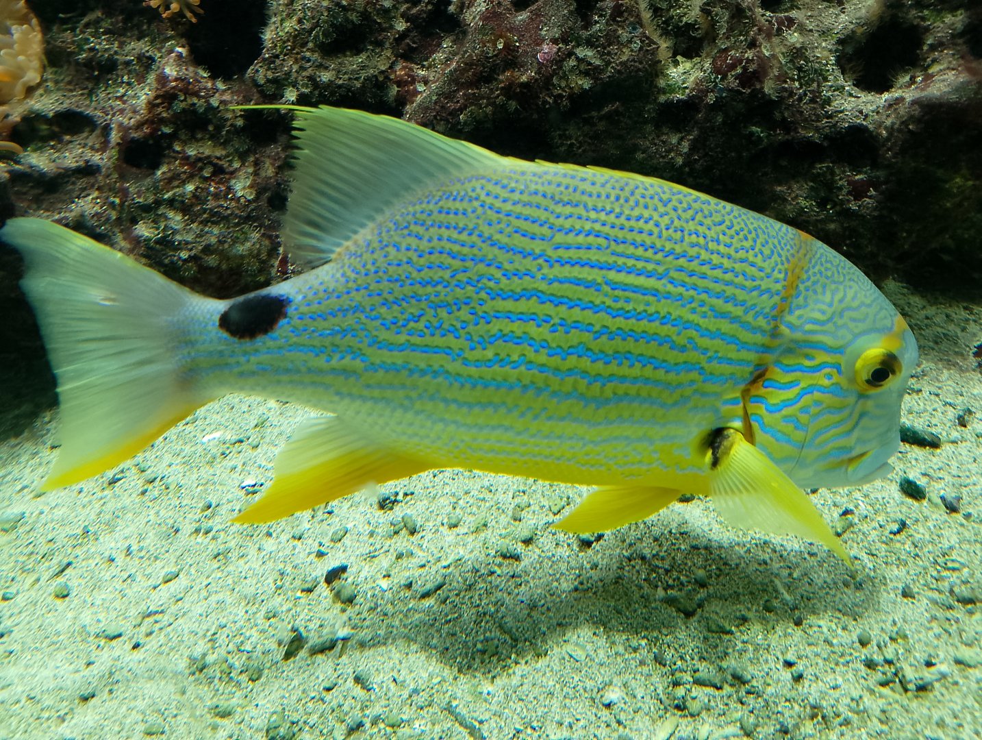 Sailfin snapper