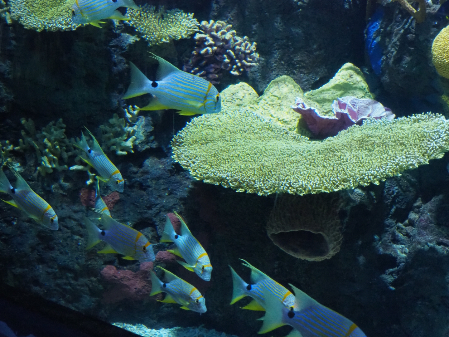 Sailfin snappers (Symphorichthys spilurus), Nov 10th, 2018