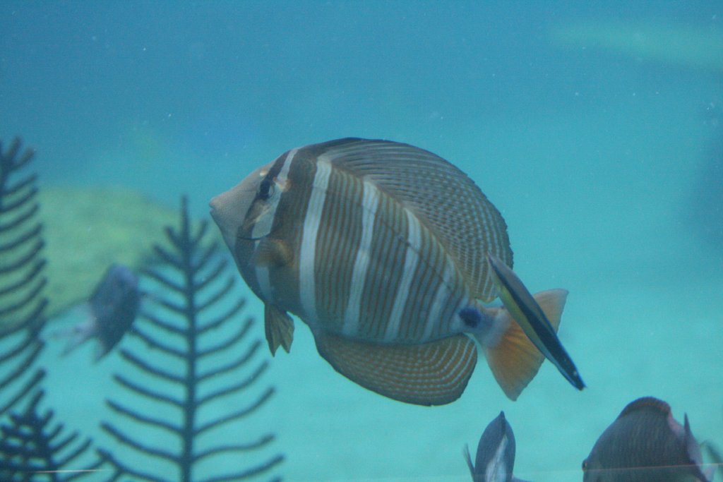 Sailfin Surgeonfish