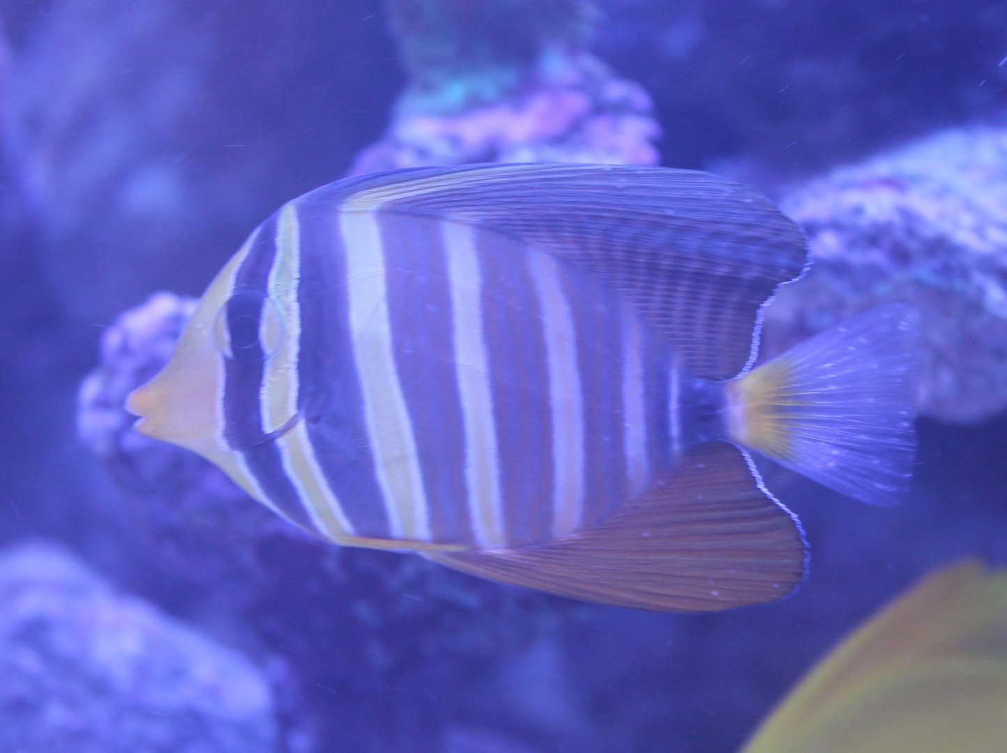 Sailfin Surgeonfish
